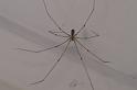 Pholcus_phalangioides_D7896_Z_87_North Stradbroke island_Australie